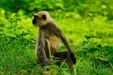 monkey in india on grass