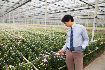 Man looking at rows of plants growing in greenhouse