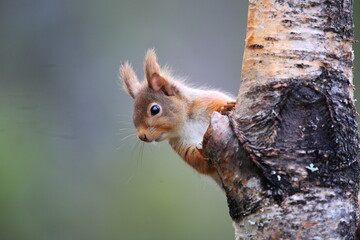 A red Squirrel in a tree. Taken in Scotland