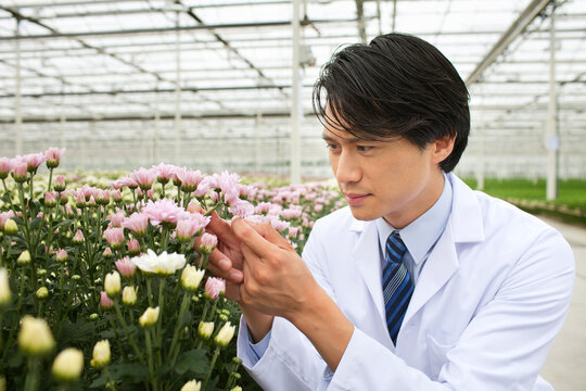 Man looking at plants growing in greenhouse