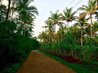 Fototapeta na wymiar palm trees on country road in india