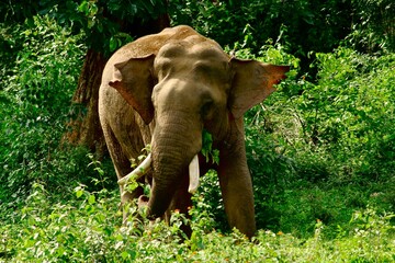 Fototapeta na wymiar elephant in the jungle in india