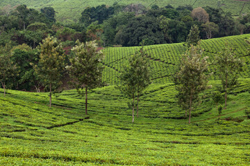 Fototapeta na wymiar Beautiful landscape of tea plantation in Uganda