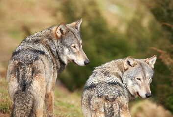 Fototapeta premium A close up of two Gray Wolves. Taken in Scotland
