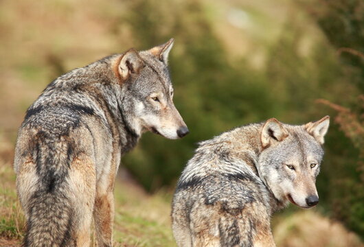 A close up of two Gray Wolves. Taken in Scotland