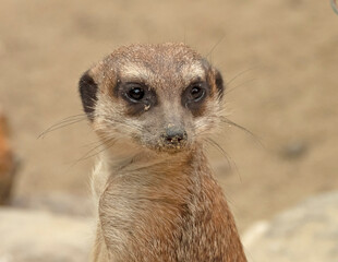 Fototapeta premium meerkat on the lookout