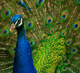 peacock with feathers