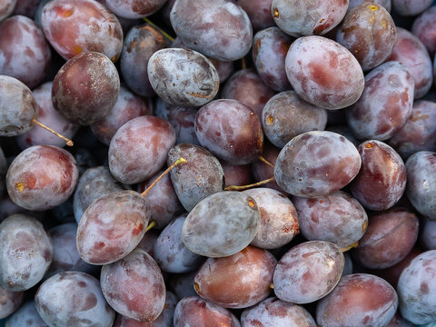 Plums background. Close-up of many ripe blue plums. Gardening autumn harvest. Selective soft focus.