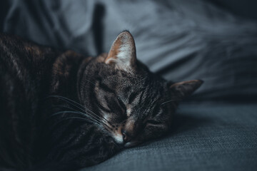 Chat sieste