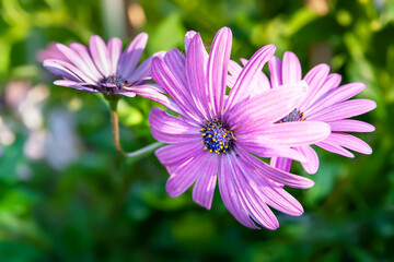 Chamomile flowers. Purple daisies, top view. Selective soft focus, blurred background with bokeh elements. Garden flowers.