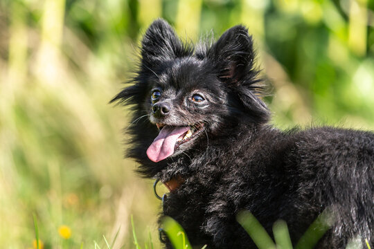 Portrait of a cute black pomeranian dog