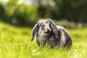 Portrait of a cute dwarf rabbit sitting in a meadow