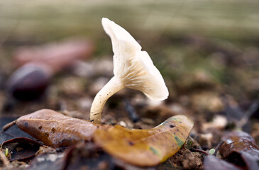 Detail of a mushroom on the ground surrounded by leaves with the background out of focus
