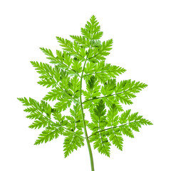 Green leaf. Close-up of a patterned green leaf on a white background. Selective soft focus.