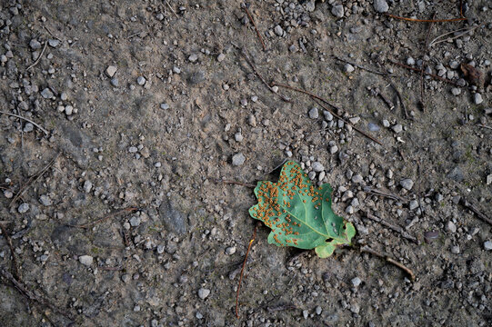 Oak Silk-button Spangle Gall Wasp On The Floor