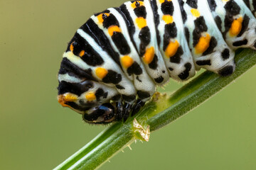 Junge Raupe des Schwalbenschwanz (papilio machaon)papilio machaon an Möhren