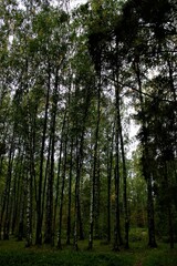 trees in the forest