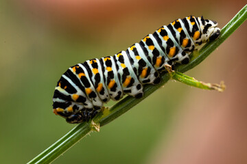 Junge Raupe des Schwalbenschwanz (papilio machaon)papilio machaon an Möhren
