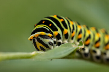 Junge Raupe des Schwalbenschwanz (papilio machaon)papilio machaon an M&ouml;hren