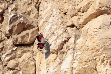Mountain flying jewel, flying arround a rock looking for beetles and other bugs. Grey bird with red wings. Palava Hills, Czech Republic. Wallcreeper, Tichodroma muraria.