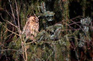 Close-up portrait of the owl sitting on a tree in the evening sunshine. Long-eared Owl, Asio otus.