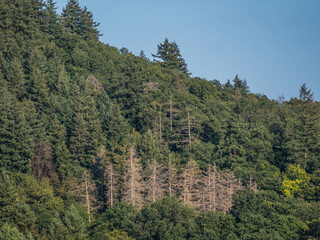 Baum schäden im Mischwald