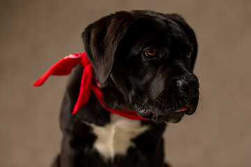 black cane corso dog with red bandana looking to side