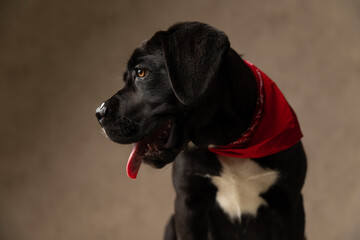 adorable cane corso puppy wearing red bandana and looking to side