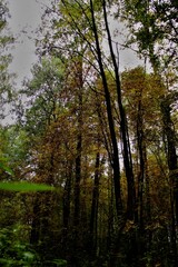 forest in autumn