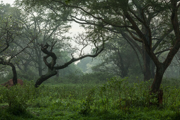Early morning in the jungle of the Ziwa Rhino Sanctuary