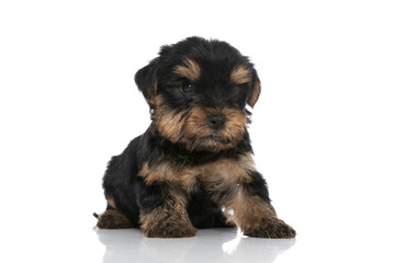 cute yorkshire terrier dog standing against white background