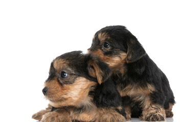 little yorkshire terrier dog hugging his friend