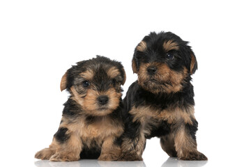 two cute yorkshire terrier dogs looking one way