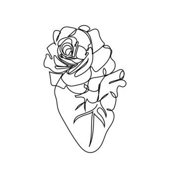 Human heart with a tea rose one line set art. Continuous line drawing of internal organ and flowers.