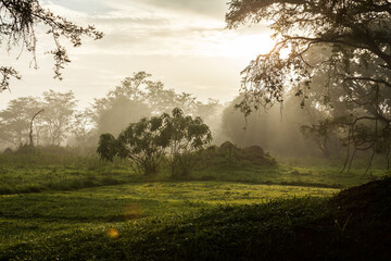 Morning dew on the grass under the first rays of the sun. Ziwa Rhino Sanctuary, Uganda