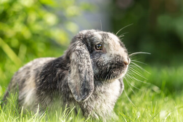 Portrait of a cute dwarf rabbit sitting in a meadow