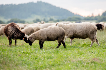 Fototapeta premium Herd of sheep on beautiful mountain meadow. Grywałd, Pieniny, Poland.