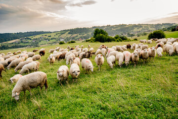 Herd of sheep on beautiful mountain meadow. Grywałd, Pieniny, Poland.