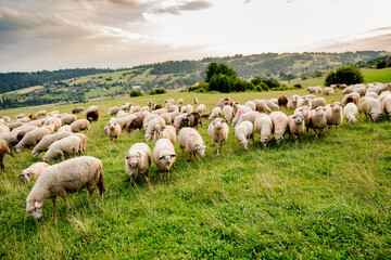 Obraz premium Herd of sheep on beautiful mountain meadow. Grywałd, Pieniny, Poland.