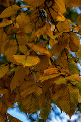 autumn leaves in the water