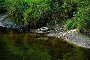duck in the pond