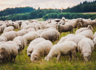 Herd of sheep on beautiful mountain meadow. Grywałd, Pieniny, Poland.