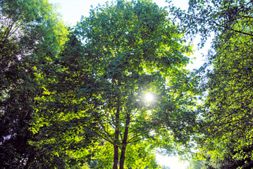 Lichtenberg
