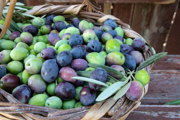olive fruits in the basket