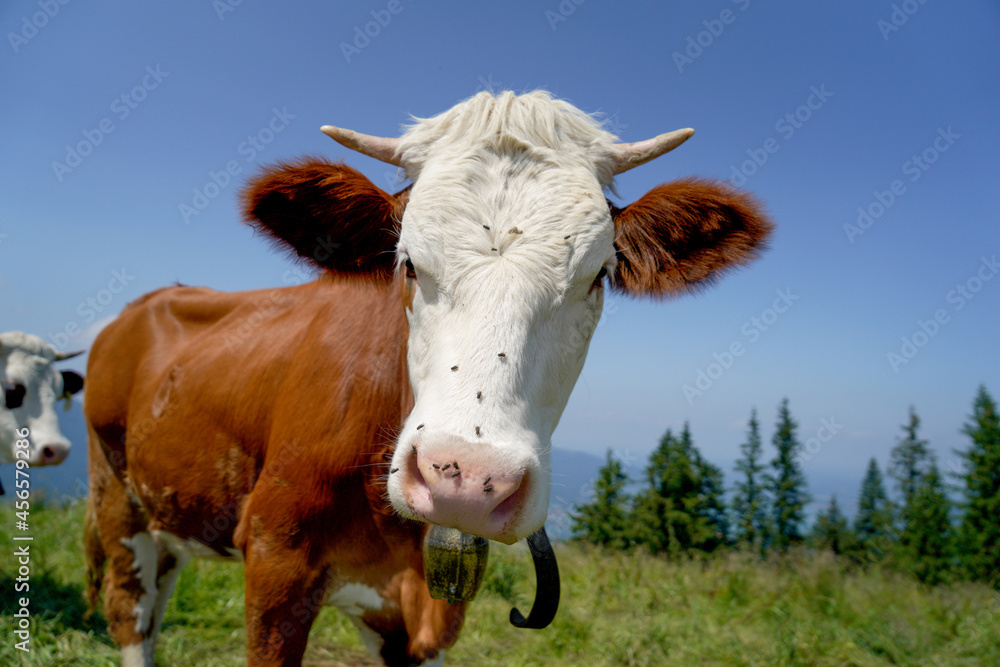 Poster Closeup shot of a brown cow with a white face angrily staring at the camera