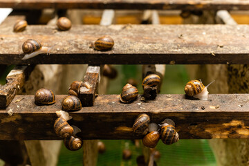 Hothouse for collect and process snail caviar. Snail farm.