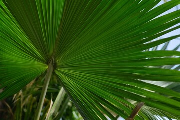 Obraz na płótnie Canvas Chinese fan palm or Livistona chinensis