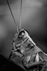 Grasshopper up close