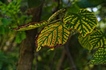 Wczesna jesień. Jesienny barwny liść. Early autumn. Autumn colored leaf . © Grzegorz