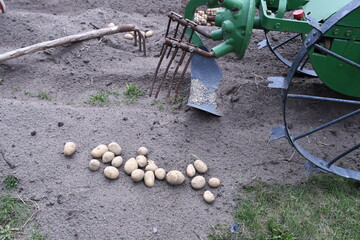 Kartoffelernte mit Hacke und Kartoffelgrubber 